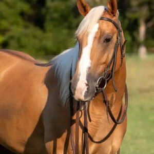 Palomino Horse