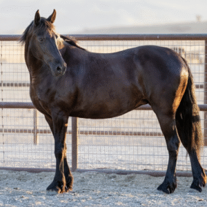 Iron Duke: Majestic Black Draft Cross Gelding - Ultimate Trail & Driving Partner