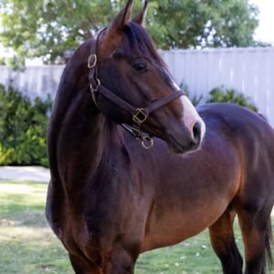 Autumn Gold: Elegant Bay Warmblood/Thoroughbred Cross - Perfect All-Rounder